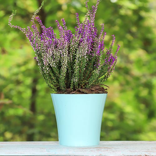 Хедър Lisabeth изображение 1 артикул 5423