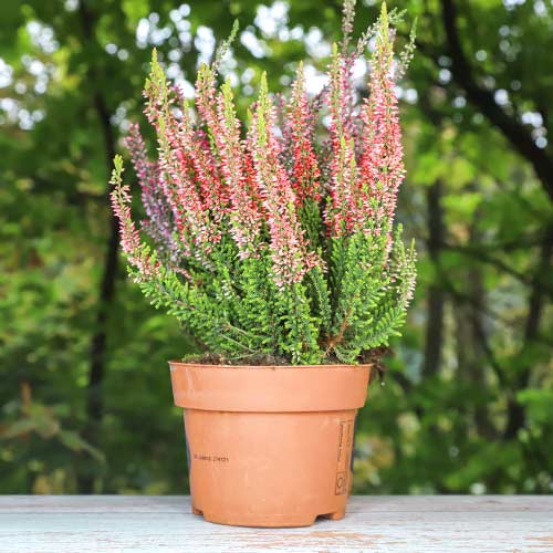 Хедър Martina изображение 1 артикул 5436