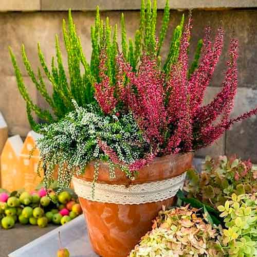 Хедър Trio Girls Athene/Elisa/Amethyst артикул фото 1 Хедър Trio Girls Athene/Elisa/Amethyst изображение 1 артикул 5896