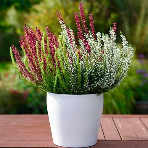 Хедър Trio Girls Athene/Hilda/Helena артикул фото 1 Хедър Trio Girls Athene/Hilda/Helena изображение 1 артикул 5428