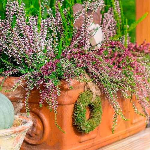 Хедър Trio Girls Hilda/Elisa/Amethyst артикул фото 1 Хедър Trio Girls Hilda/Elisa/Amethyst изображение 1 артикул 5897