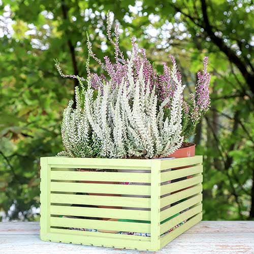 Хедър Trio Girls Zelia/Zilly/Zelda изображение 1 артикул 5430