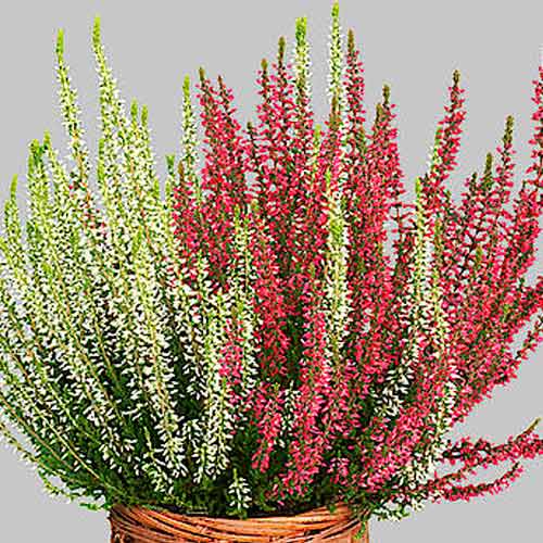 Хедър Twins Athene/Hilda изображение 1 артикул 5431