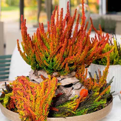 Хедър Twins Franca Helena изображение 1 артикул 5898