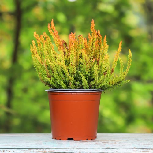 Хедър Zoe артикул фото 1 Хедър Zoe изображение 1 артикул 5442