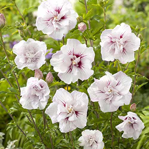 Хибискус China Chiffon изображение 1 артикул 77811