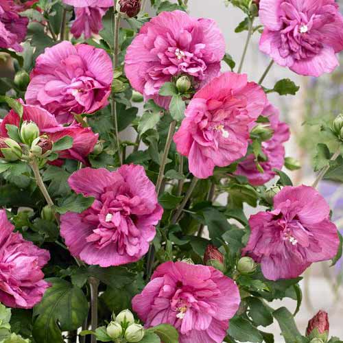 Хибискус Magenta Chiffon изображение 1 артикул 76643