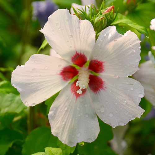 Хибискус Mathilde артикул фото 1 Хибискус Mathilde изображение 1 артикул 4724