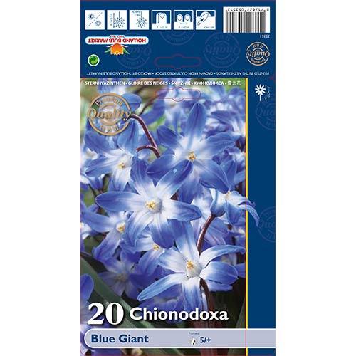 Хионодокса Forbesii Blue Giant артикул фото 1 Хионодокса Forbesii Blue Giant изображение 1 артикул 67321