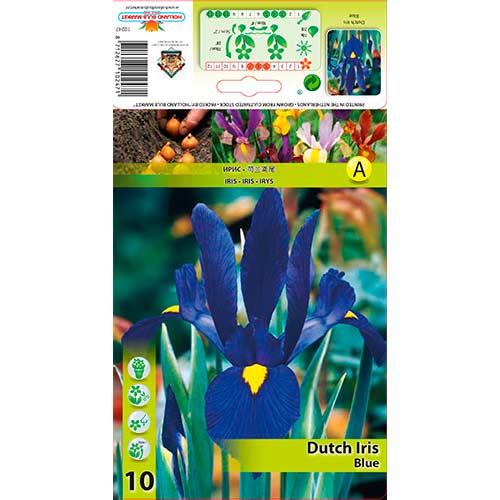 Холандски ирис Blue изображение 1 артикул 76227