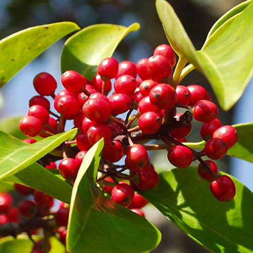 Холи(Ilex) Red Dot изображение 1 артикул 5612