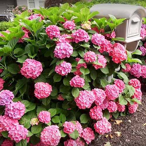 Хортензия едролистна Freudenstein изображение 1 артикул 4051