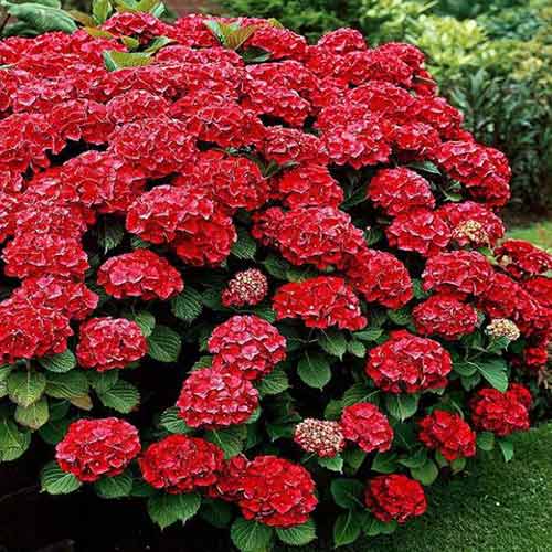 Хортензия едролистна Red изображение 1 артикул 4732