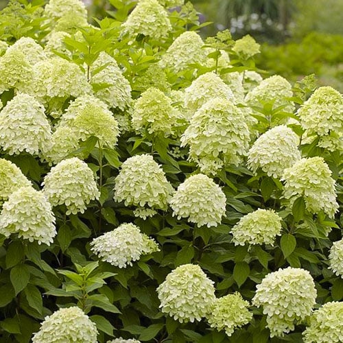 Hydrangea panic. Limelight, С2 артикул фото 1 Hydrangea panic. Limelight, С2 изображение 1 артикул 8222