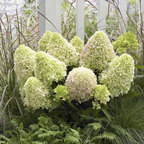 Hydrangea panic. Little Fresco, С2 изображение 1 артикул 8223