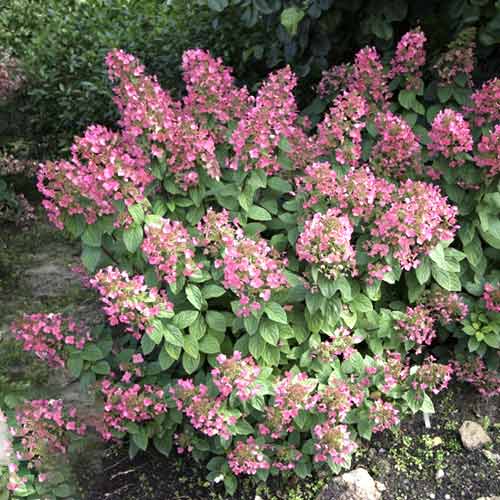 Хортензия метличеста Magical Fire PBR, С3 изображение 1 артикул 8546