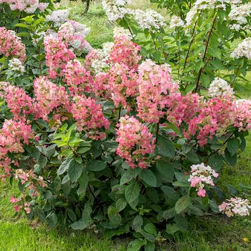 Хортензия метличеста Magical Fire изображение 1 артикул 4734