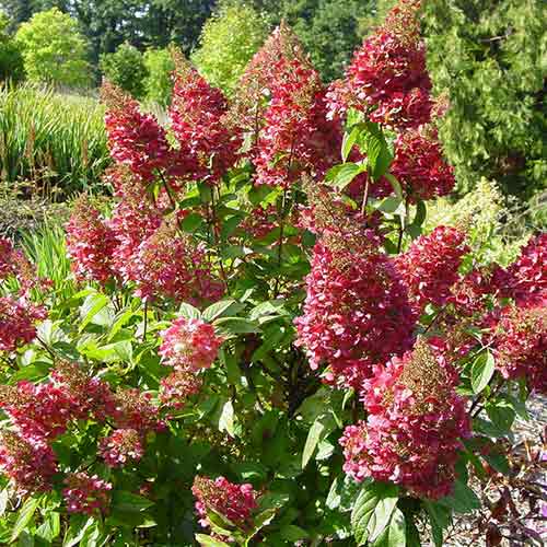 Хортензия метличеста Magical Flame изображение 1 артикул 4735