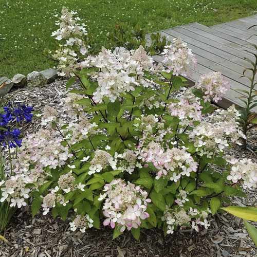 Хортензия метличеста Pastelgreen ®, С4.5 артикул фото 1 Хортензия метличеста Pastelgreen ®, С4.5 изображение 1 артикул 7721