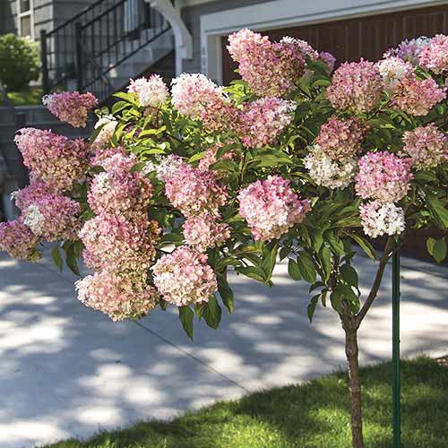 Хортензия метличеста Pink Queen, С7.5 артикул фото 1 Хортензия метличеста Pink Queen, С7.5 изображение 1 артикул 7708