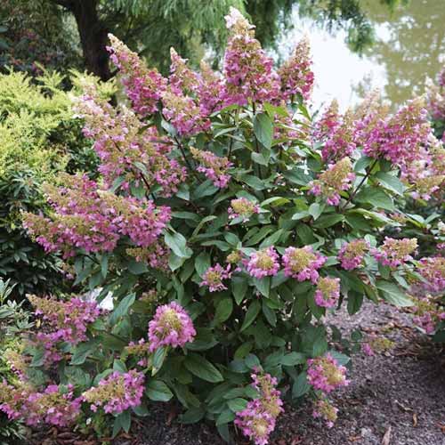 Хортензия метличеста Pinky Winky ® PBR, С7.5 изображение 1 артикул 8548