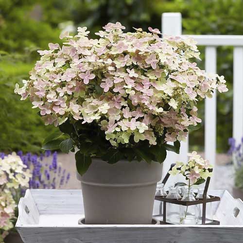 Hydrangea panic. Polestar, С2 изображение 1 артикул 8226