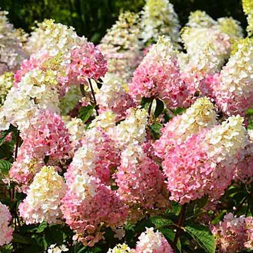 Хортензия метличеста Ruby изображение 1 артикул 4736