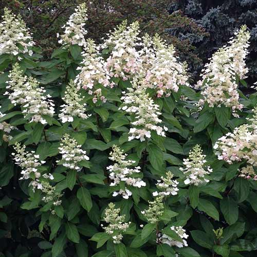 Хортензия метличеста Tardiva изображение 1 артикул 4057