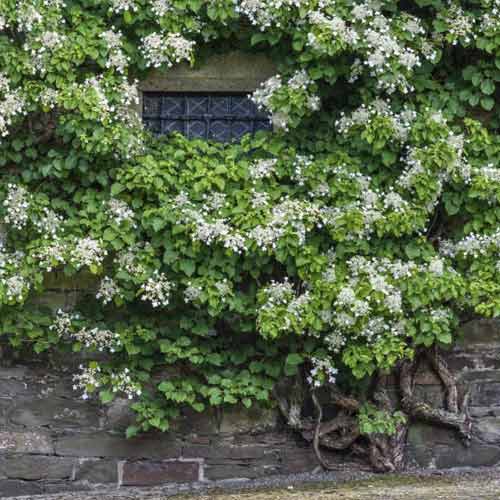 Хортензия Take a chance ®, С2 изображение 1 артикул 8220