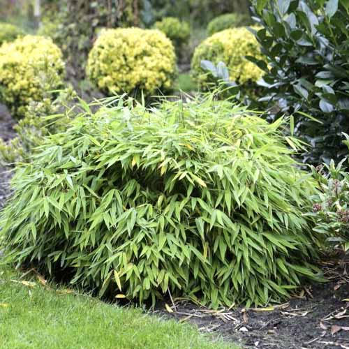 Храст бамбук Elias PBR, С5 артикул фото 1 Храст бамбук Elias PBR, С5 изображение 1 артикул 8533