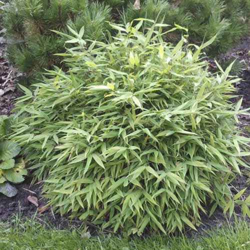 Храст бамбук Lolliloops PBR, С5 артикул фото 1 Храст бамбук Lolliloops PBR, С5 изображение 1 артикул 8534