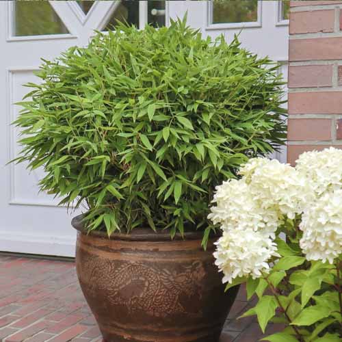 Храст бамбук Moontears PBR, С5 изображение 1 артикул 8535