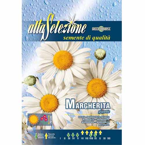 Хризантема (Margaretka) бяла изображение 1 артикул 96353