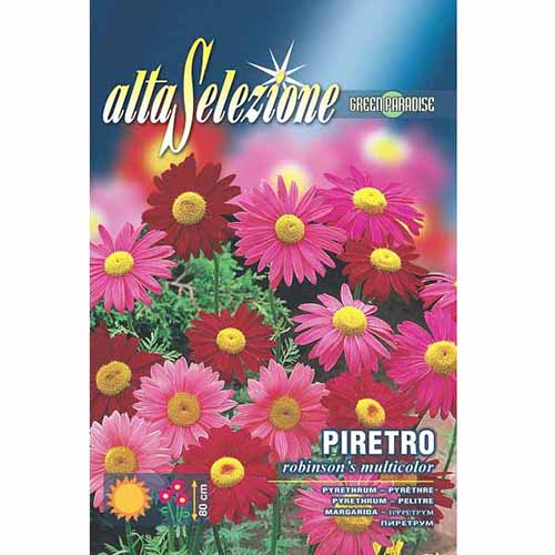 Хризантема розова Robinson's, смес от цветове артикул фото 1 Хризантема розова Robinson's, смес от цветове изображение 1 артикул 96366