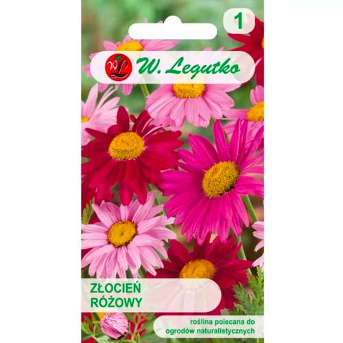 Хризантема розова, смес Legutko изображение 1 артикул 50125