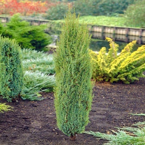 Хвойна Arnold изображение 1 артикул 4963