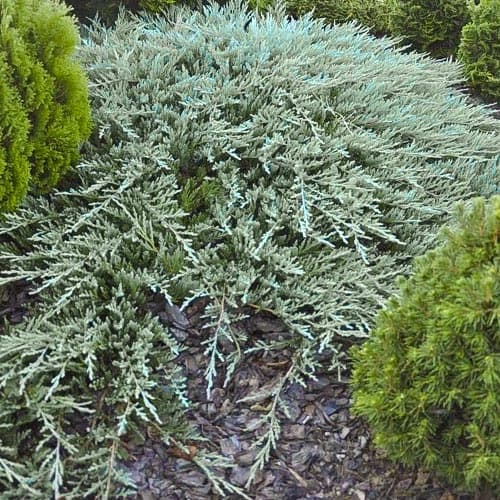 Хвойна Bar Harbor изображение 1 артикул 4964