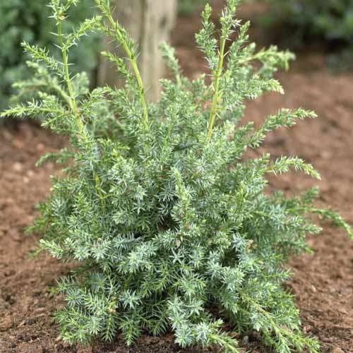 Хвойна Blue Alps, C2 артикул фото 1 Хвойна Blue Alps, C2 изображение 1 артикул 7745