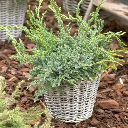 Хвойна Blue Carpet, C2 изображение 1 артикул 7743