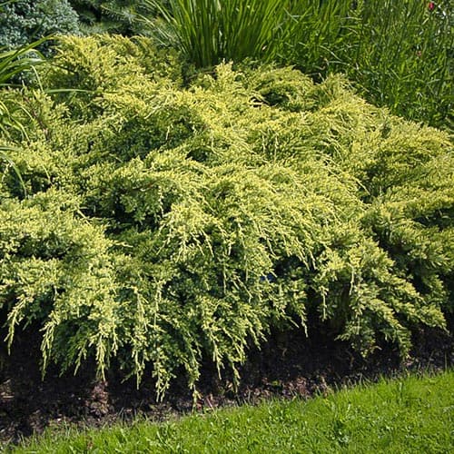 Хвойна Dream Joy артикул фото 1 Хвойна Dream Joy изображение 1 артикул 4967