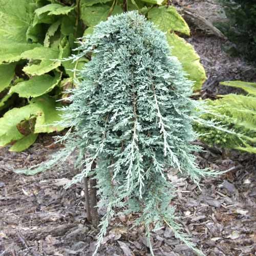 Хвойна Icee Blue ®, C5 изображение 1 артикул 8247