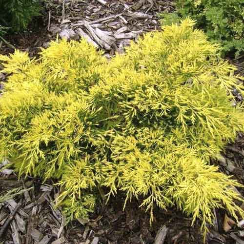 Хвойна King of Spring, С3 изображение 1 артикул 7742