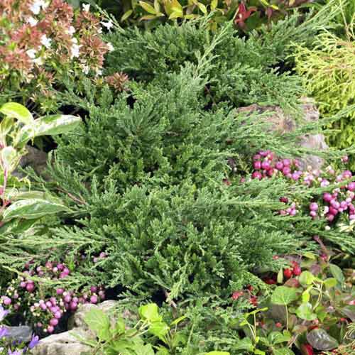 Хвойна Prince of Wales, С3 изображение 1 артикул 7738