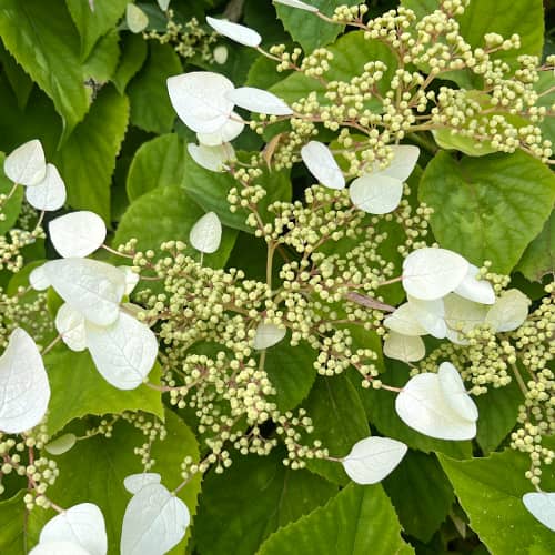 Hydrangea hydr. Burst of Light®, С2 изображение 1 артикул 7775