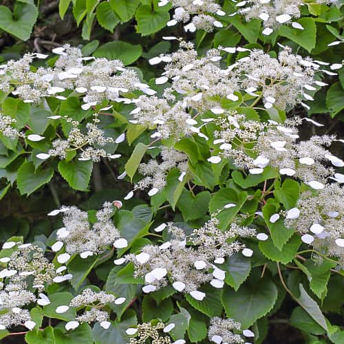 Hydrangea hydr. Moonlight, С2 изображение 1 артикул 7776