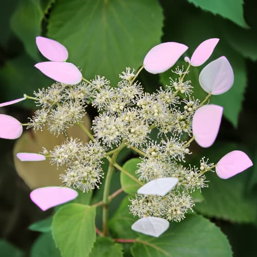 Hydrangea hydr. Roseum, С2 артикул фото 1 Hydrangea hydr. Roseum, С2 изображение 1 артикул 7777
