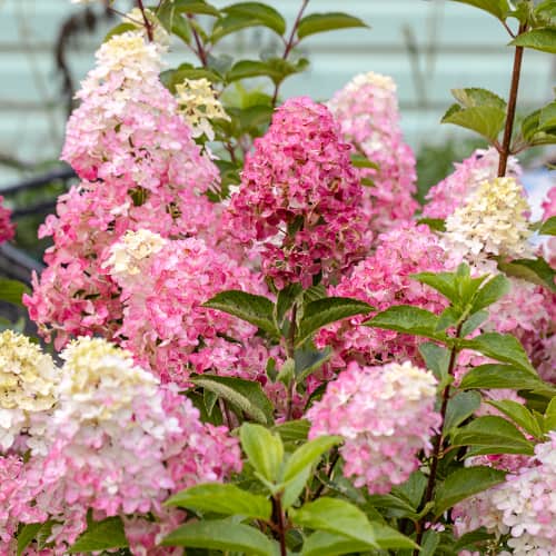 Hydrangea panic. Fraise Melba Renba, С2 изображение 1 артикул 7779