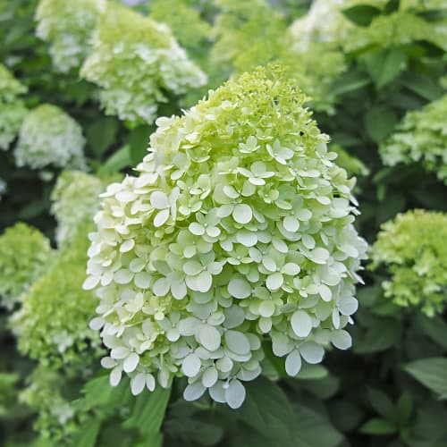 Hydrangea panic. Little Spooky, С2 изображение 1 артикул 7780