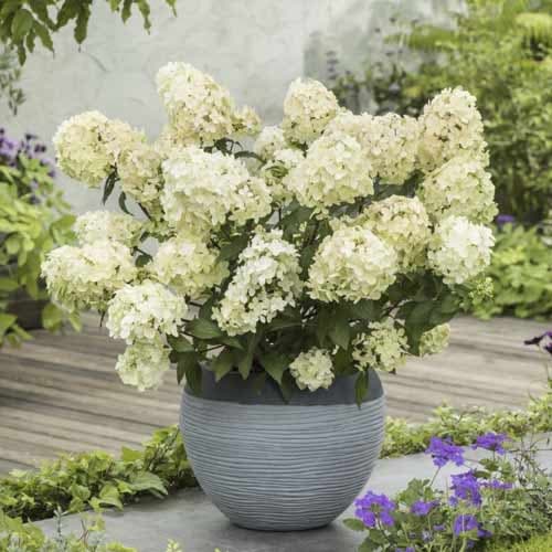 Hydrangea panic. Petite Star, С2 изображение 1 артикул 7782