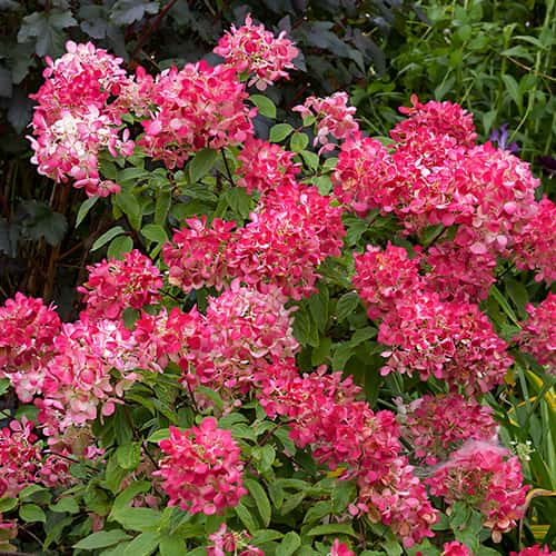Hydrangea panic.Diamant Rouge Rendia, С2 изображение 1 артикул 7778